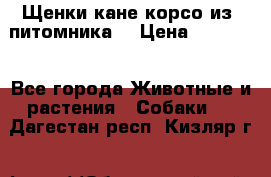 Щенки кане корсо из  питомника! › Цена ­ 65 000 - Все города Животные и растения » Собаки   . Дагестан респ.,Кизляр г.
